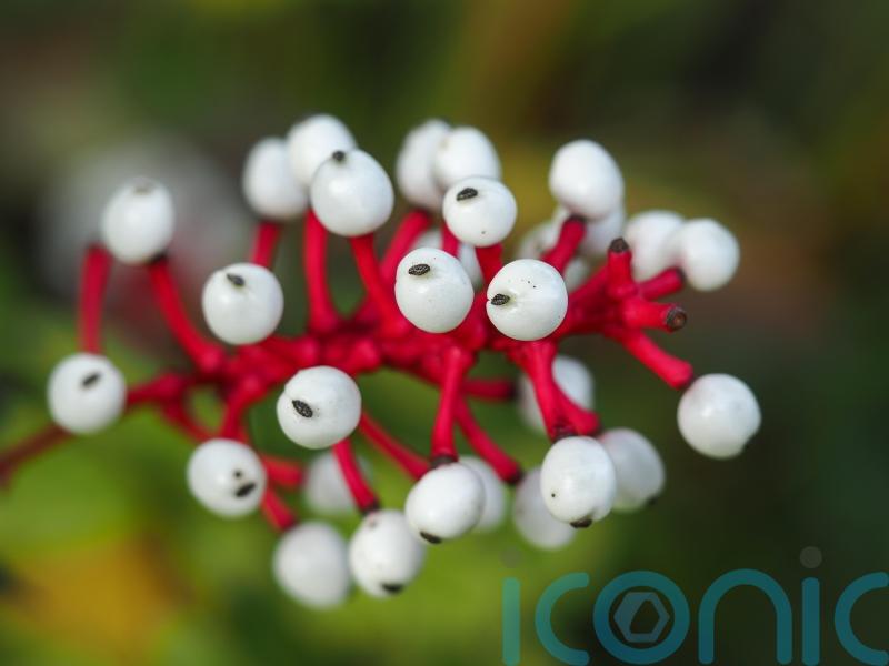 The spookiest plants for Halloween