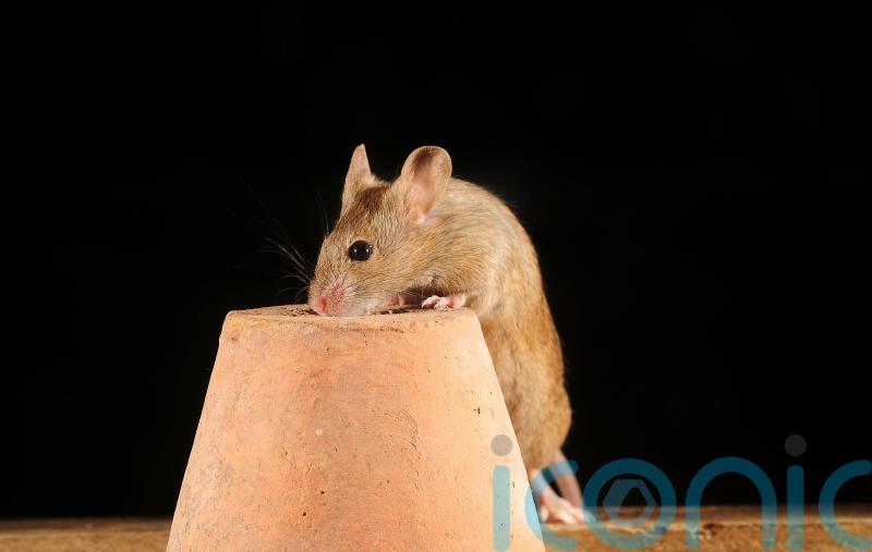 How to deter uninvited creatures from nesting in your home