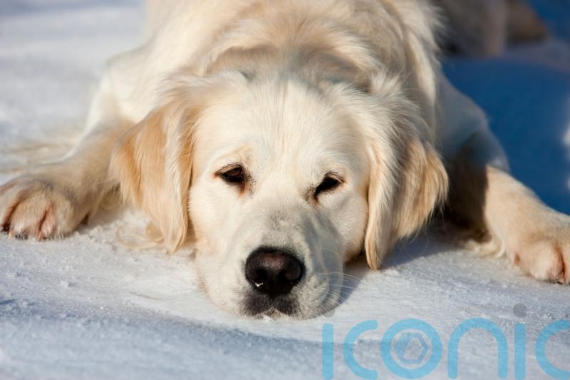 How to keep your dog safe and warm as the winter snow and ice sets in