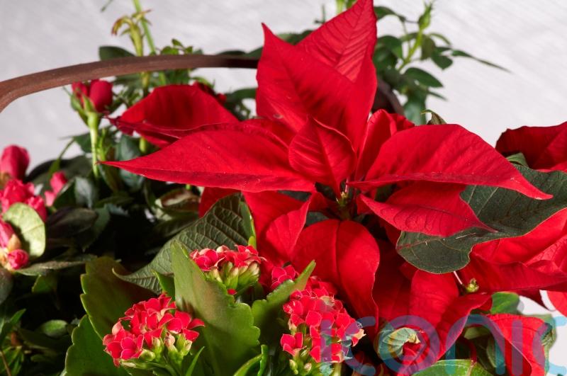 How to make your houseplants look festive