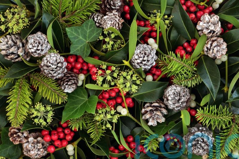 The myths and folklore surrounding our favourite Christmas plants