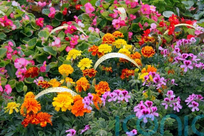 What will replace colourful annual bedding plants?