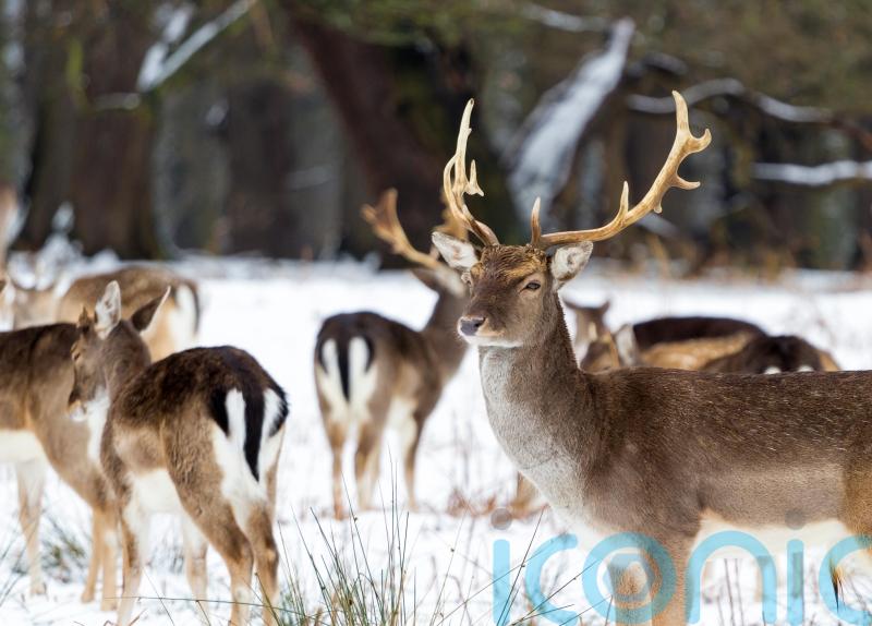 5 fantastic winter walks for wildlife spotting