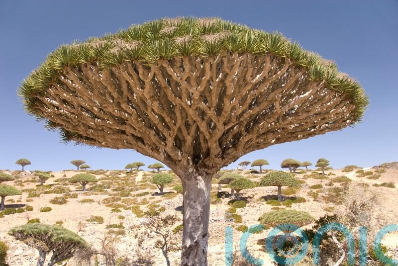 Quirky trees to spot on your travels