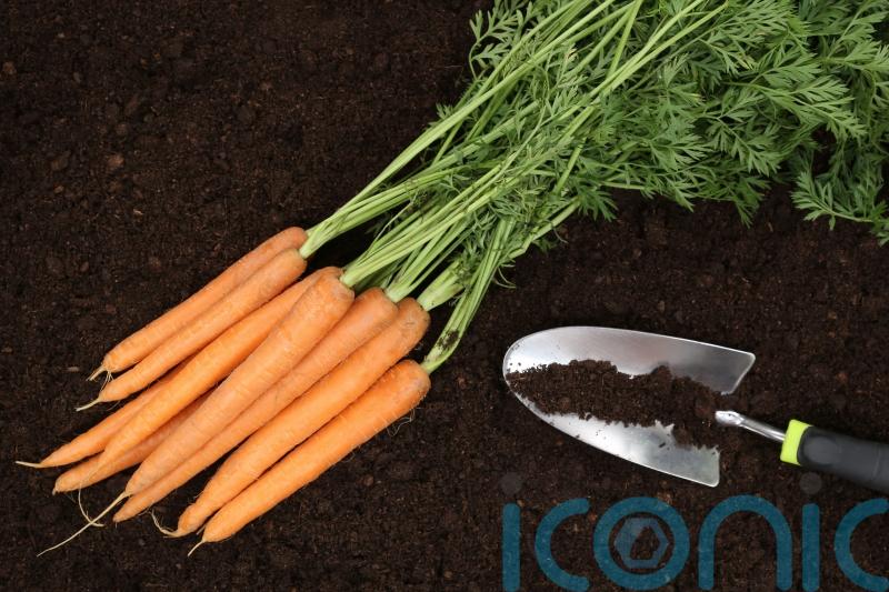 What to sow and grow this February
