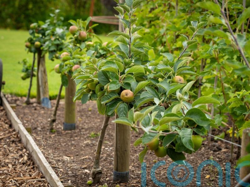 Should you plant trees in a vegetable plot?
