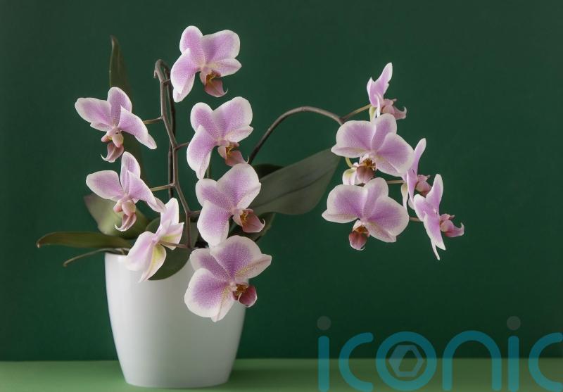 How to choose the right orchid for your home