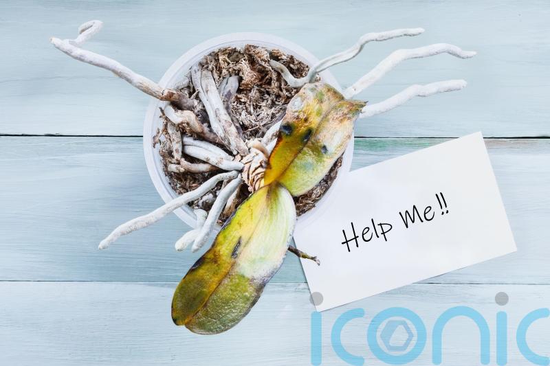 How do I know if I’m overwatering my houseplant?
