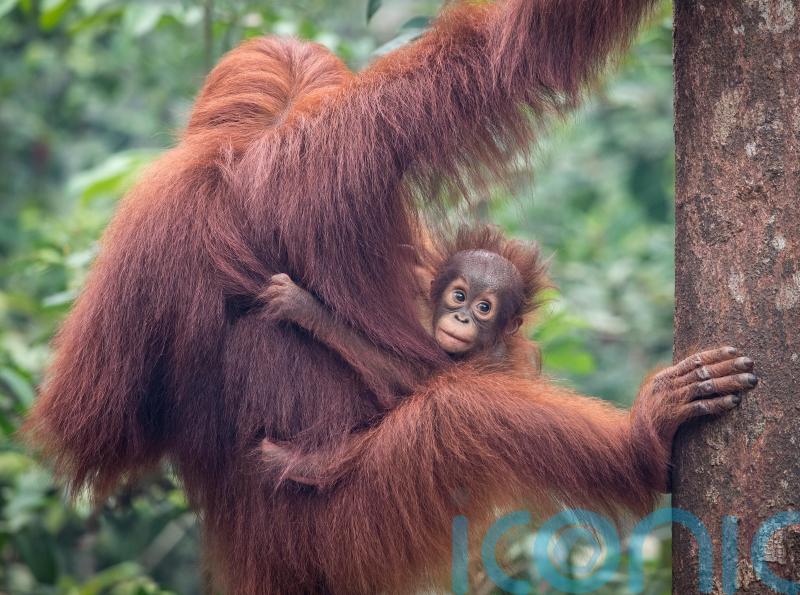 7 extraordinary parents from the animal kingdom – and what we can learn from them