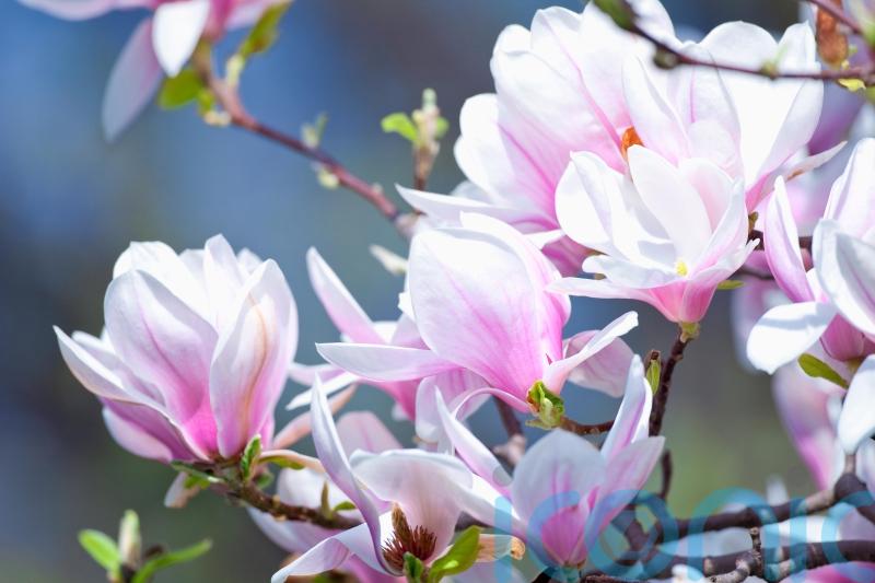 How to choose a gorgeous magnolia for your garden