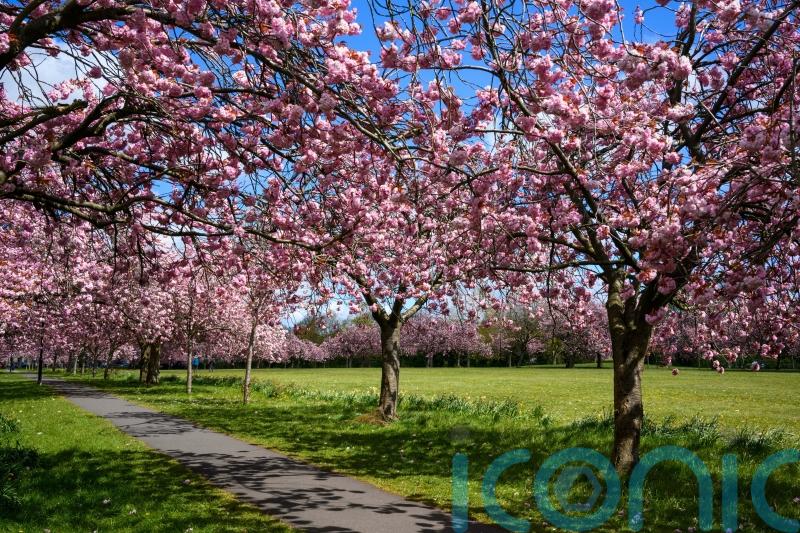 A guide to the best trees for glorious cherry blossom