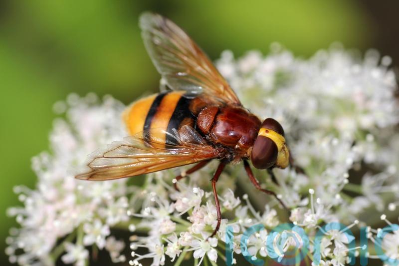 10 things you didn’t know about hoverflies