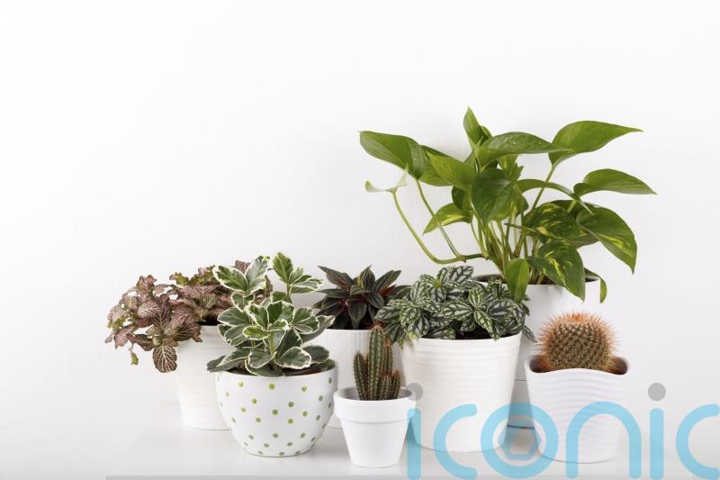 5 of the easiest houseplants to grow