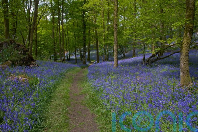 Best places to see bluebells this spring