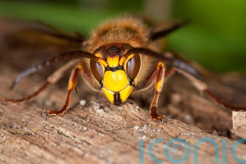 Why you should welcome these scary-looking critters into your garden