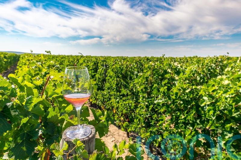 5 planet-friendly wines to raise a glass to Earth Day