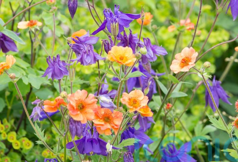 Best spring-to-summer plants to fill the colour gaps