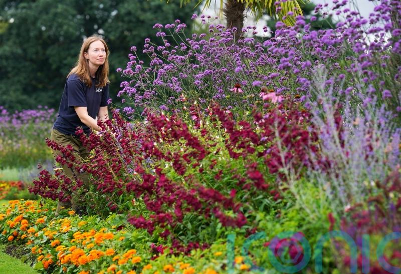 Top scented plants for your garden, from a Kew expert