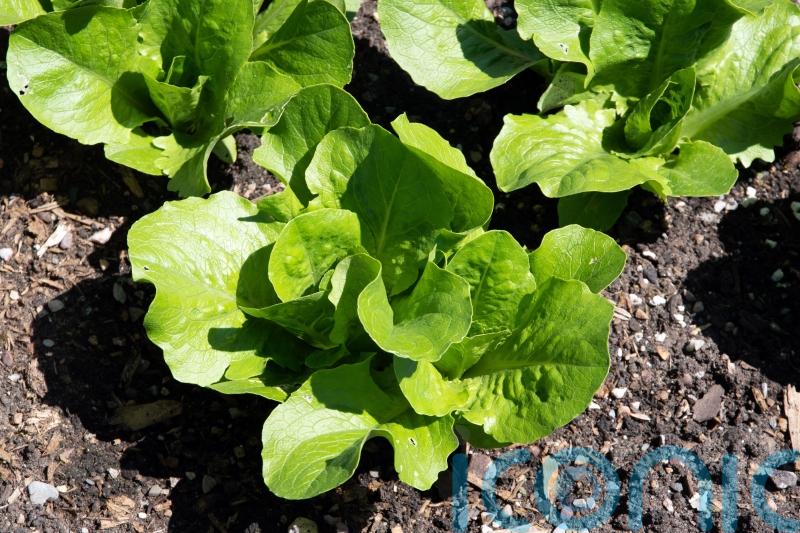 What’s in season this May and how to cook it