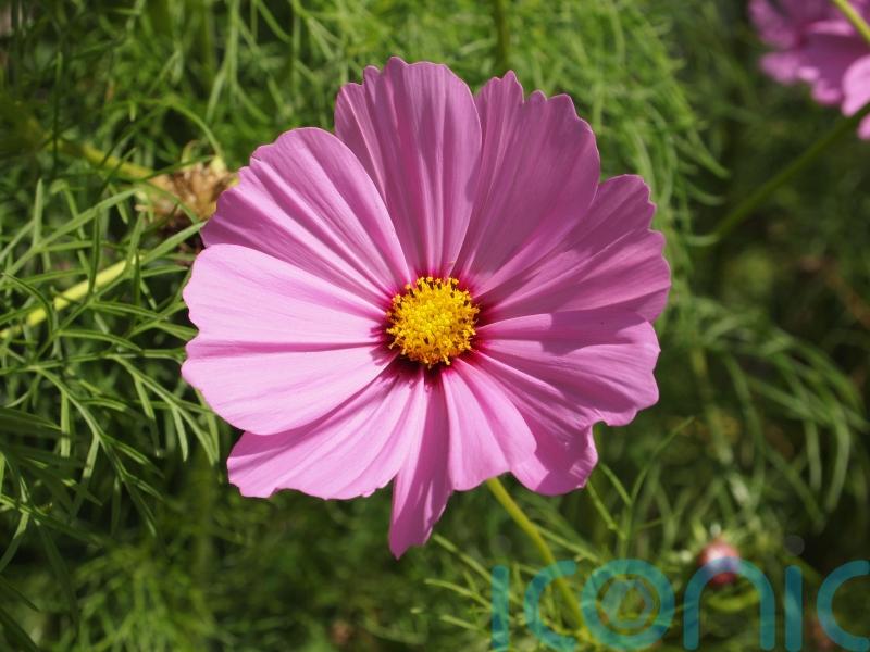 Which new plants will we be seeing at the RHS Chelsea Flower Show?