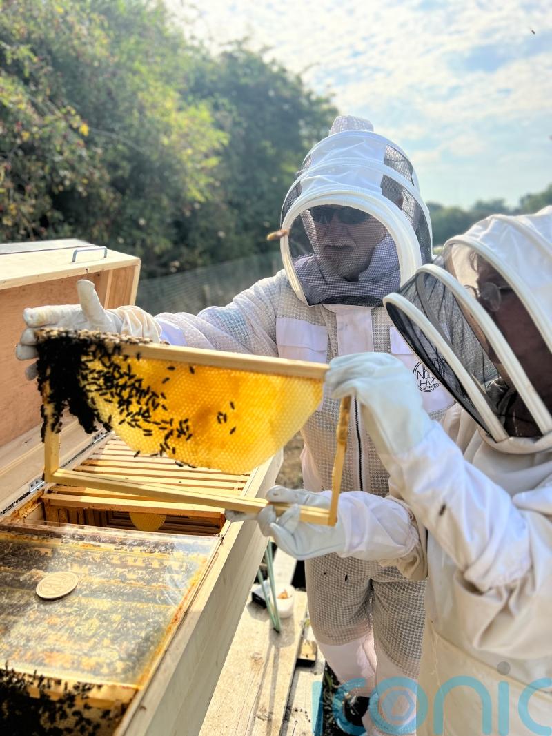 How to become a beekeeper