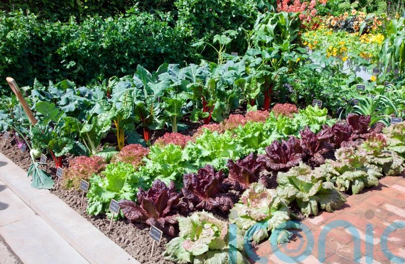 Fruit and vegetables you should be planting from June onwards