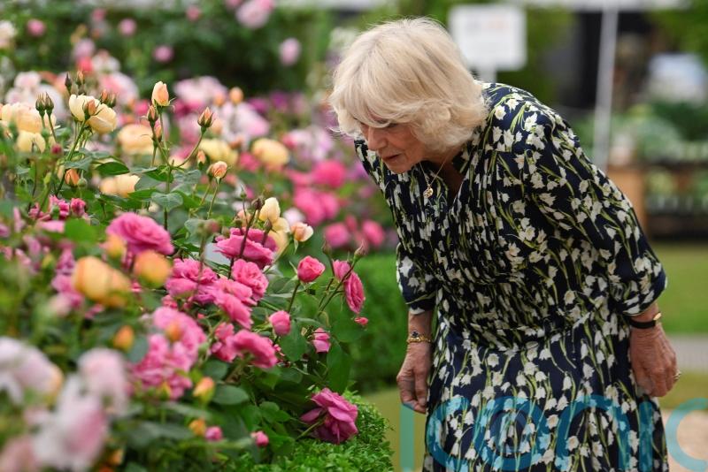 How sustainability is transforming the look of RHS Chelsea Flower Show