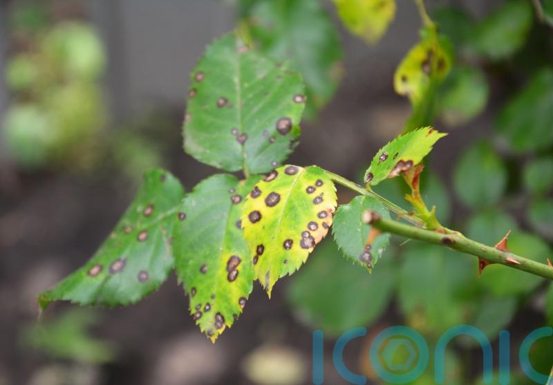 How to treat black spot on your roses