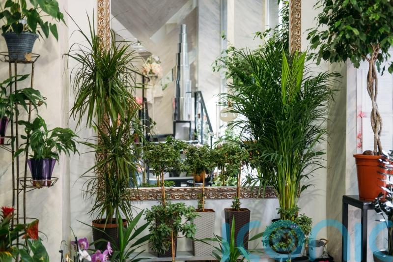 How to create an indoor plantscape to rival an outdoor show garden