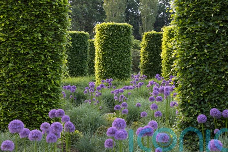 How to shape your evergreens into balls, birds and cones