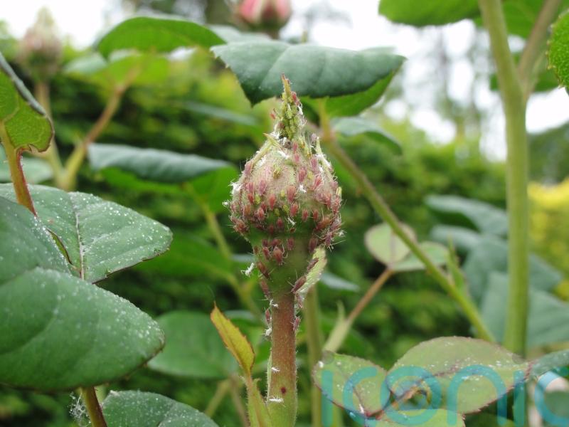 Why are our gardens being invaded by aphids?