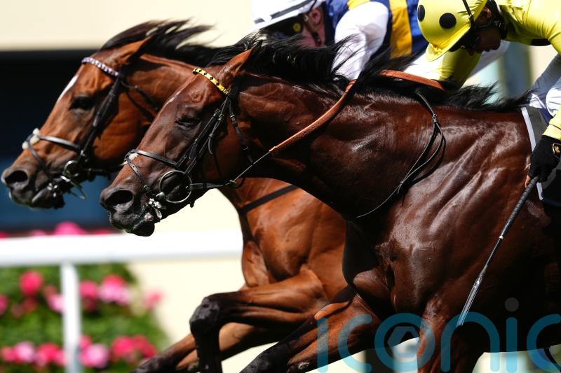 Champions Day seen as an ‘obvious’ target for Docklands