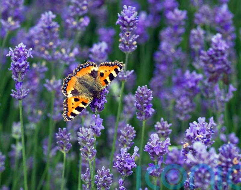 Five butterflies you’ll be lucky to see during Big Butterfly Count