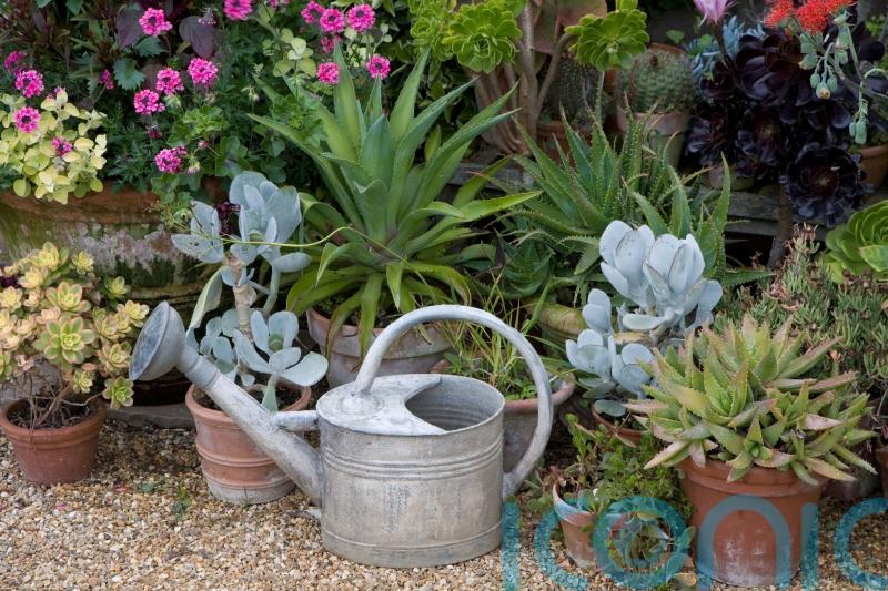 How to be a water-efficient gardener