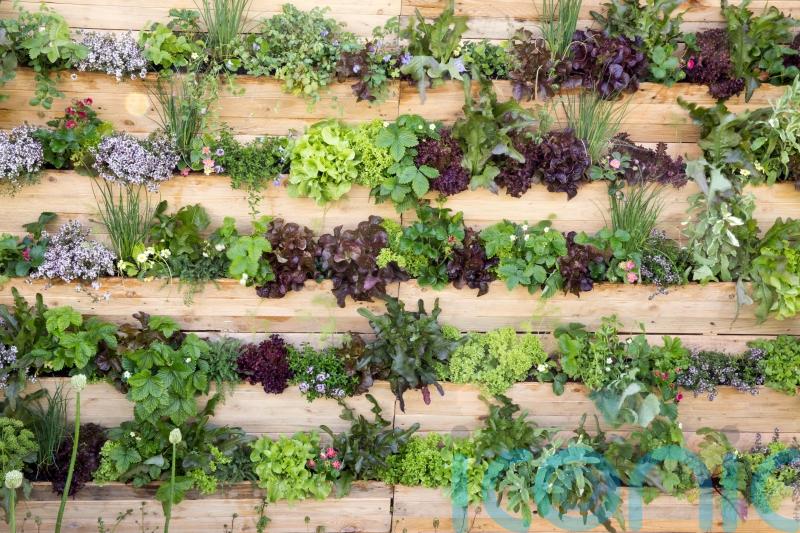 Give yourself more green space with vertical gardening