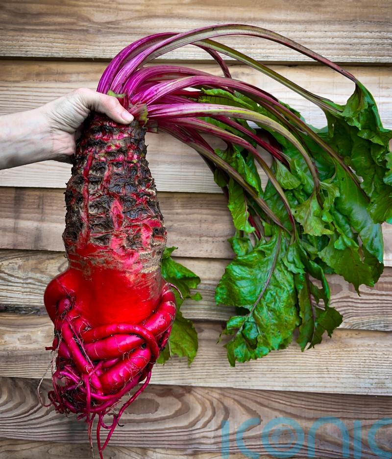 What is a mangelwurzel, the viral vegetable sensation?