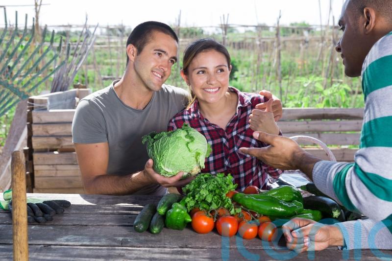 How to get the feel-good factor from an allotment