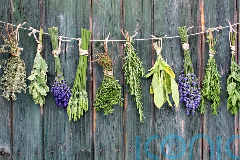 Tips on harvesting and saving your home-grown herbs