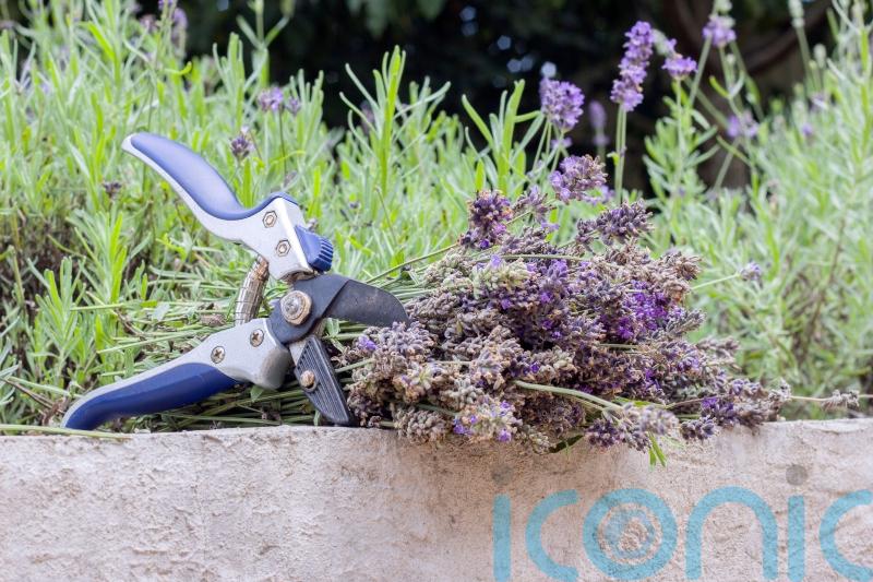 An easy guide to summer pruning