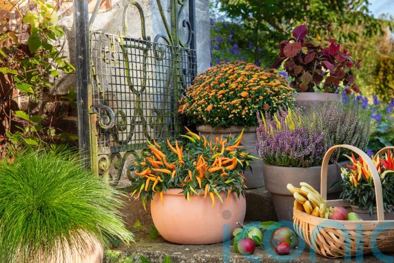 How to create glorious autumn containers