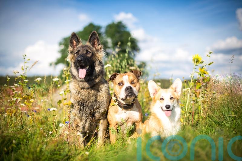 How to keep dogs safe in hot weather