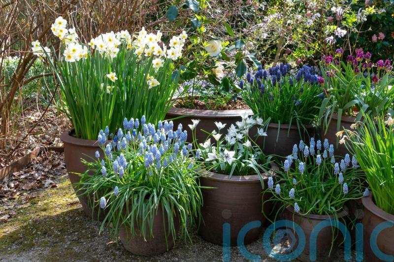 Top bulbs to plant in autumn for spring colour