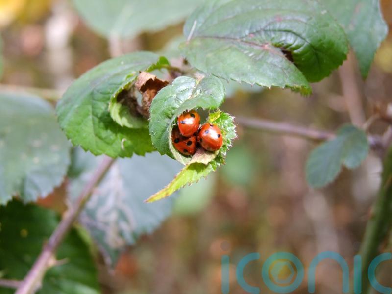 Why are we still seeing so many ladybirds?