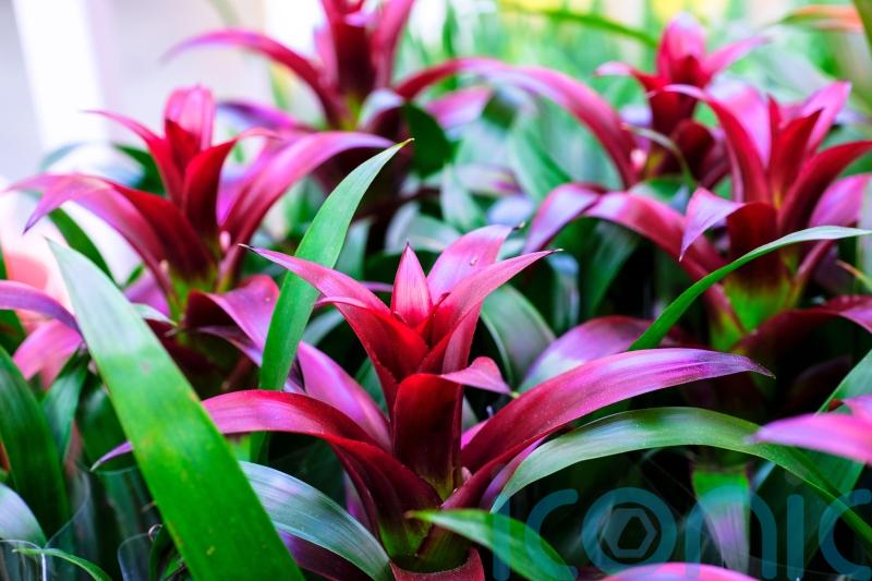 Houseplant trends for autumn