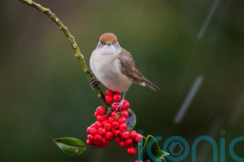 Berries which will make your garden a magnet for birds