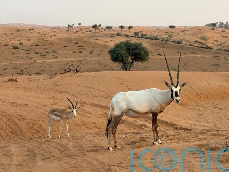 Untamed nature and mountain highs in the UAE’s wildest emirate, Ras Al Khaimah