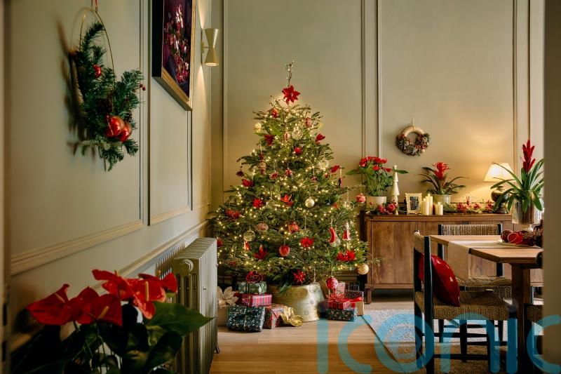 Real Christmas trees for the budget-conscious
