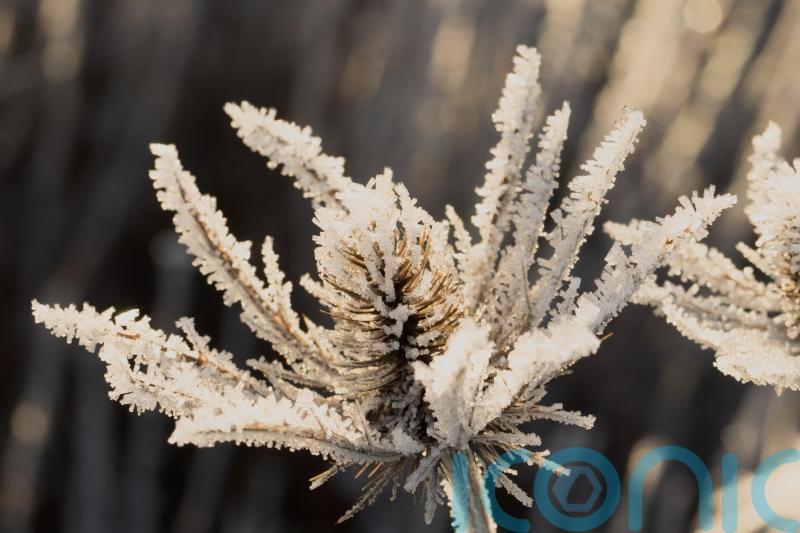 How to create the perfect winter garden