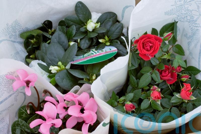 Why are my festive houseplants not flowering?