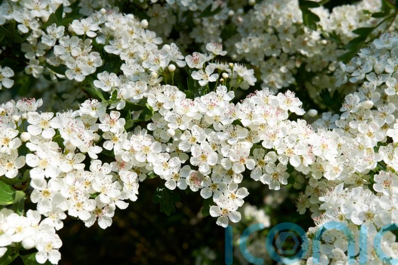 How to make your urban plot feel like the countryside